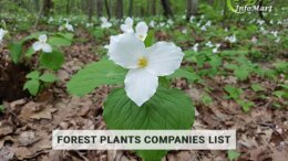 Get Highest Rated forest plants manufacturers Companies List