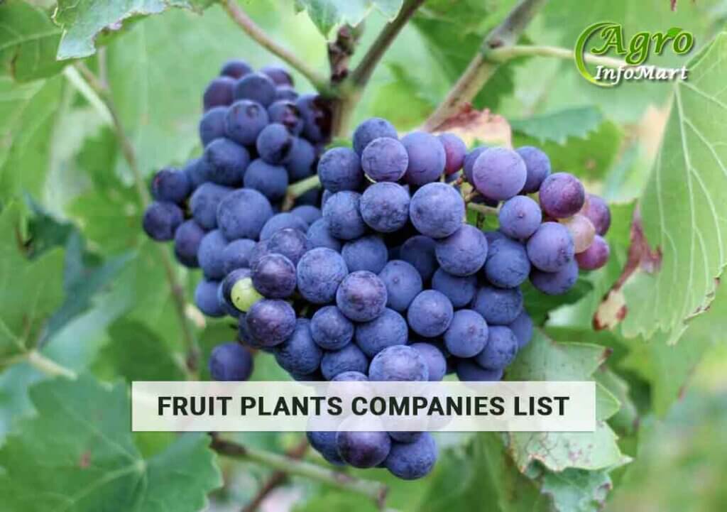 Fruit Plants Manufacturers Companies List in India