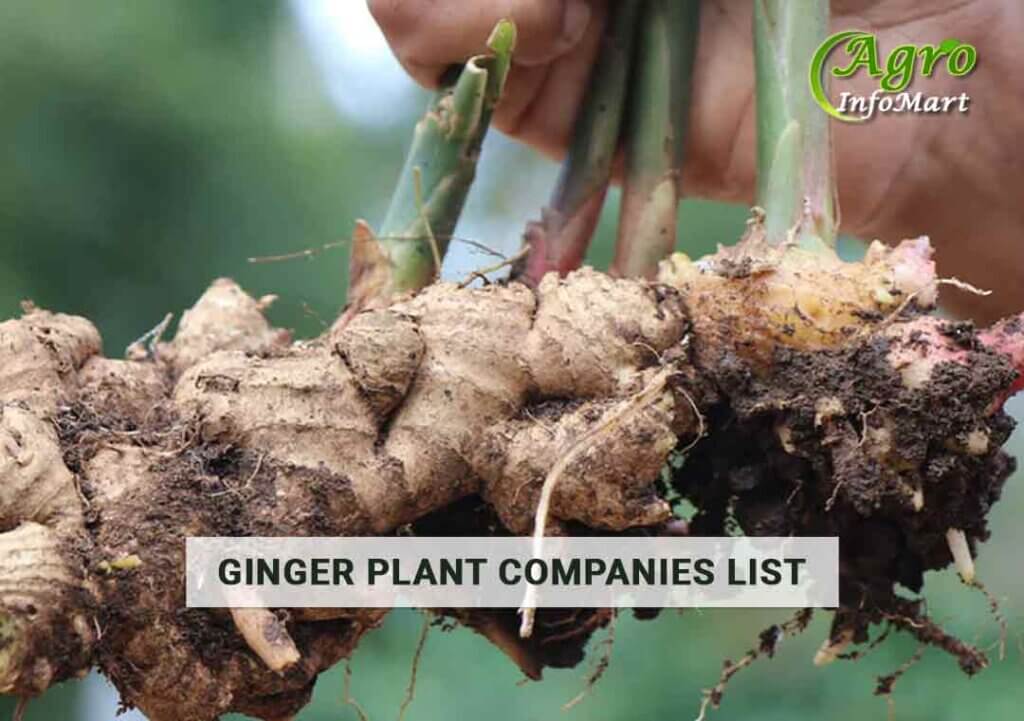 Ginger Up Your Garden: Find the Best Ginger Plants Manufacturers and Suppliers in India