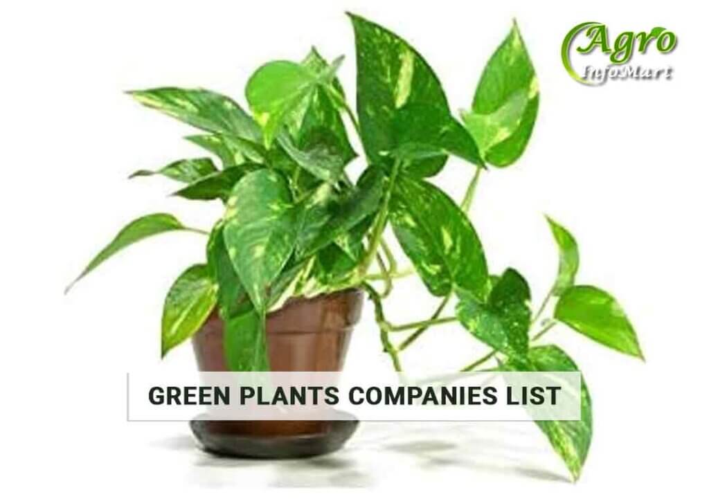 high-Quality Green Plants Manufacturers Companies In India