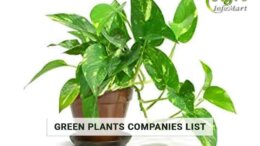 high-Quality Green Plants Manufacturers Companies In India