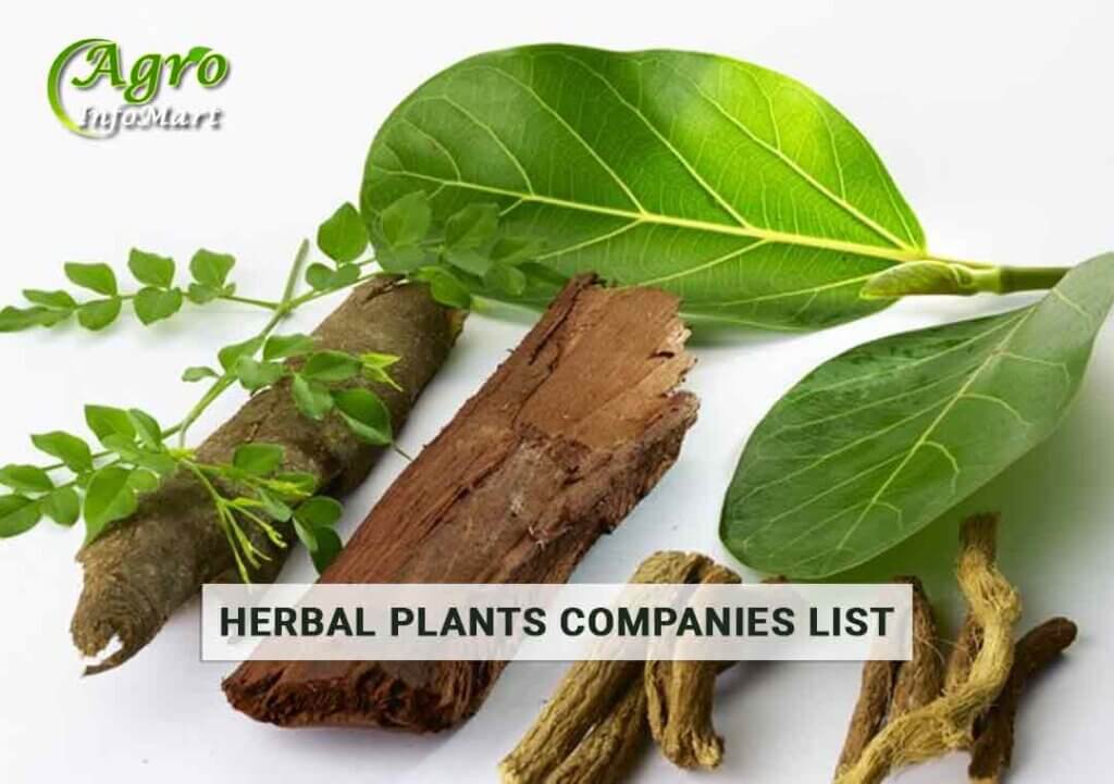 excellent Quality herbal plants manufacturers Companies From India