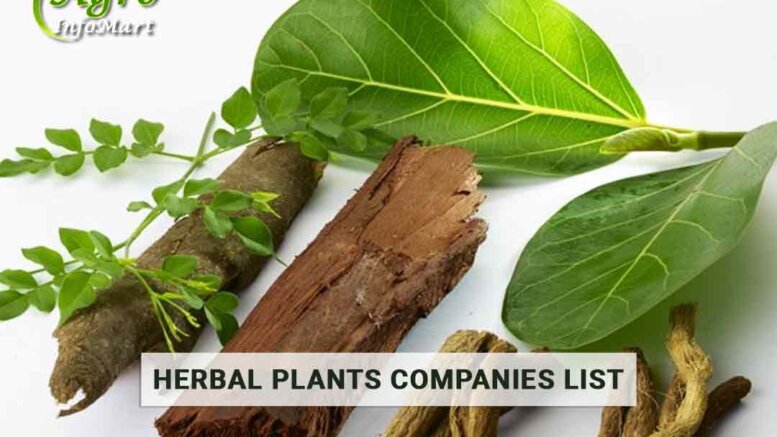 excellent Quality herbal plants manufacturers Companies From India