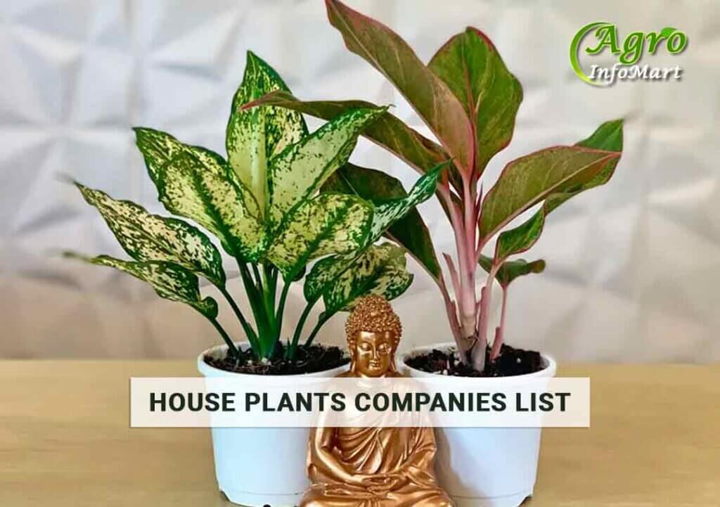 house plants Manufacturers & suppliers companies list in India