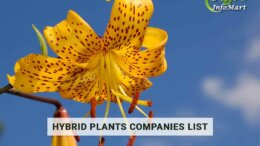 hybrid plants manufacturer Firm in India