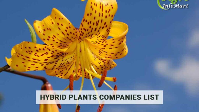 hybrid plants manufacturer Firm in India