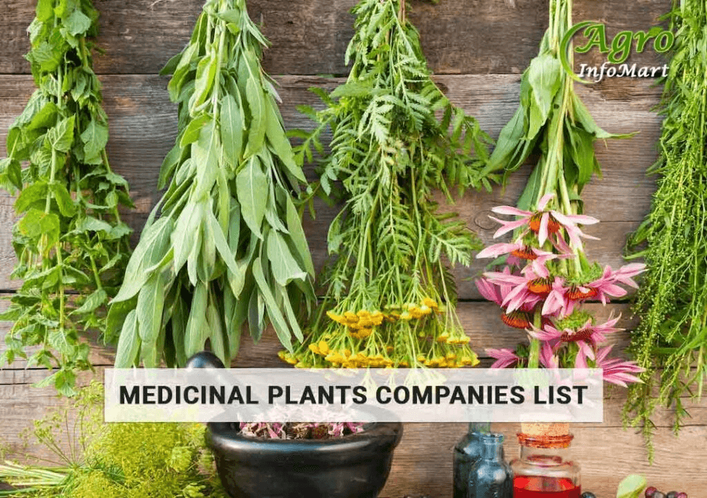 Supreme Quality medicinal plants manufacturers, suppliers, wholesalers companies list in india