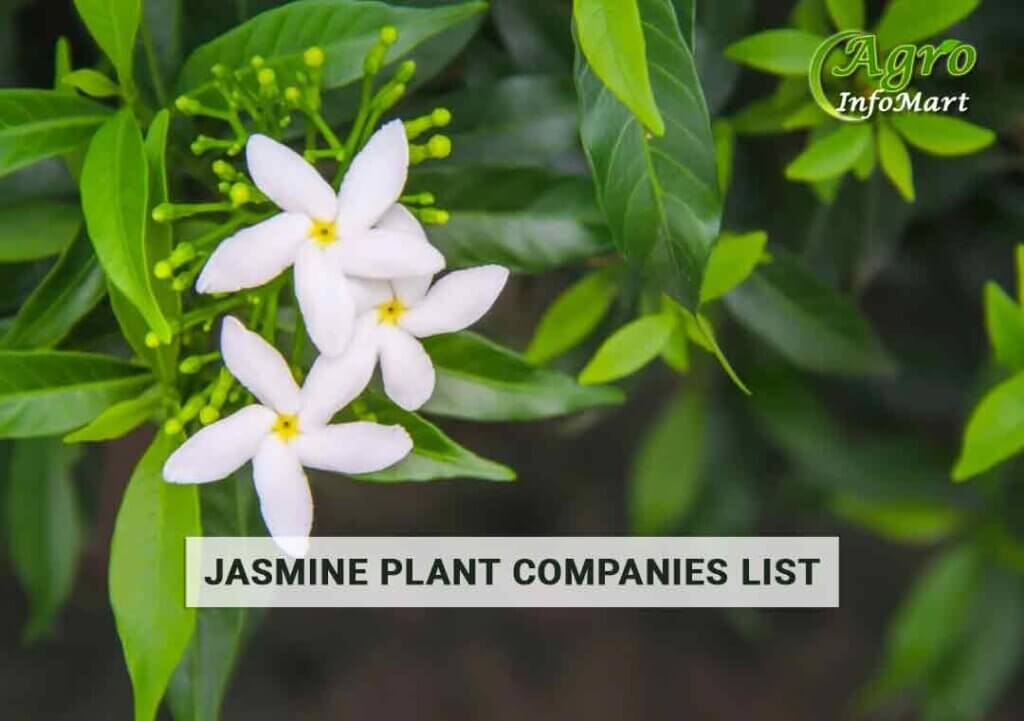  premium Jasmine plant manufacturers Companies In India