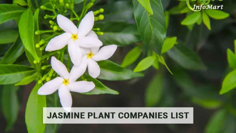 premium Jasmine plant manufacturers Companies In India