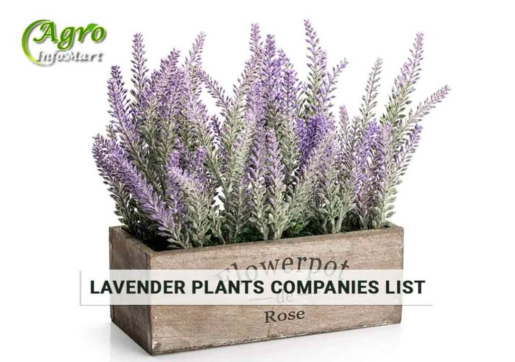 Supreme Quality lavender plant Manufacturers Companies List In India