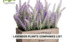 Supreme Quality lavender plant Manufacturers Companies List In India