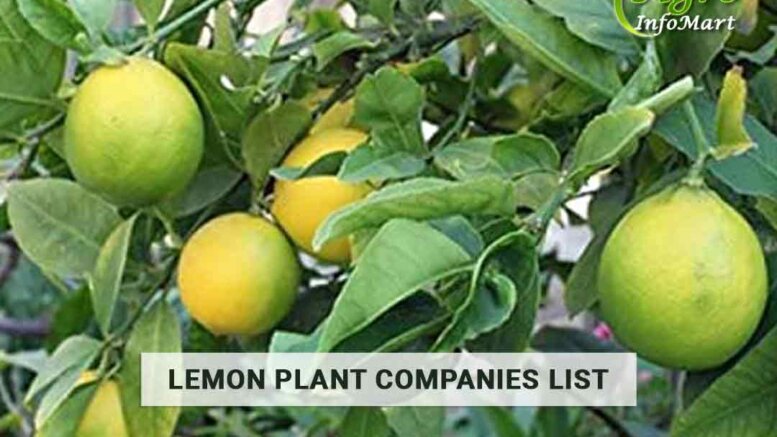 lemon plant manufacturers Companies In India