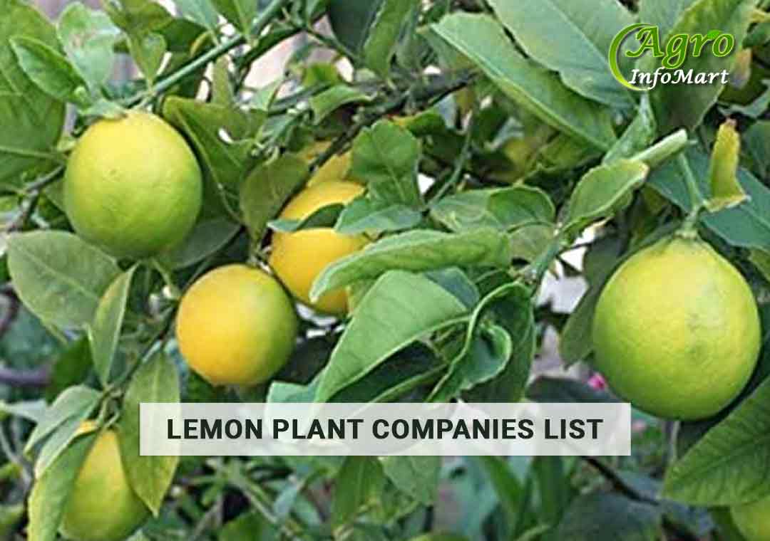 lemon plant manufacturers Companies In India