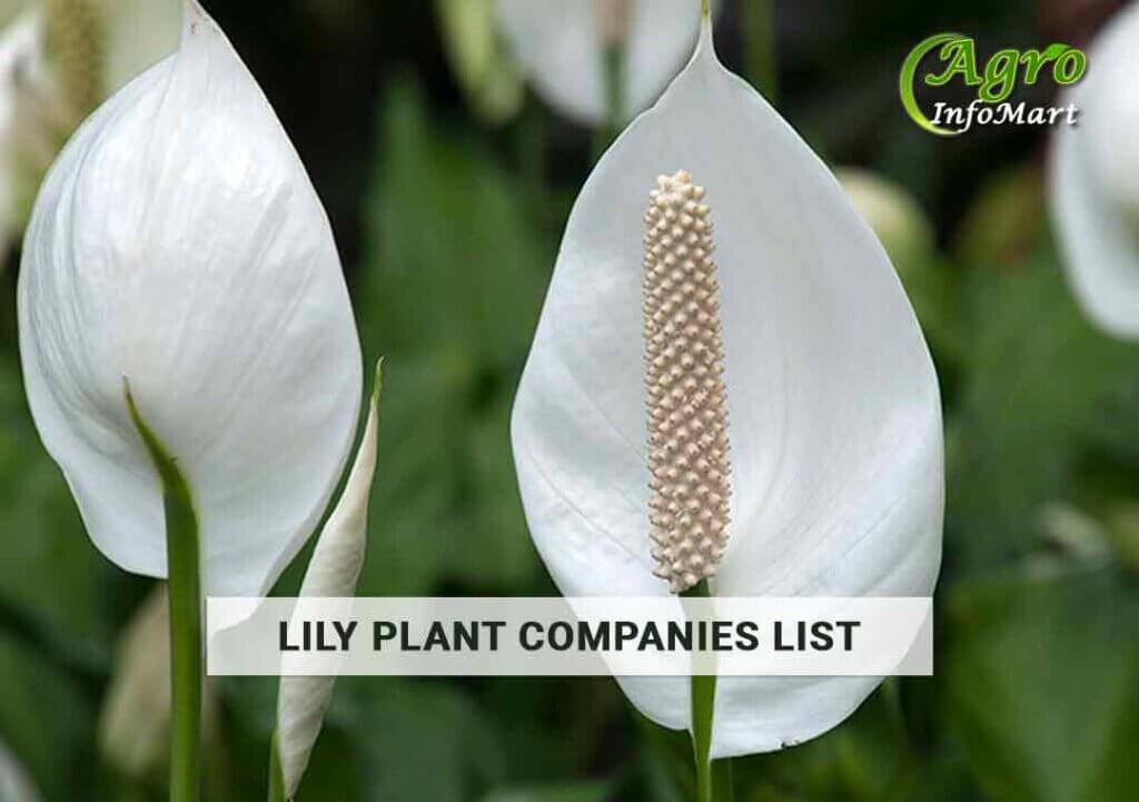 Lily plants Manufacturers wholesalers, suppliers, retailers & exporters