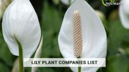 Lily plants Manufacturers wholesalers, suppliers, retailers & exporters