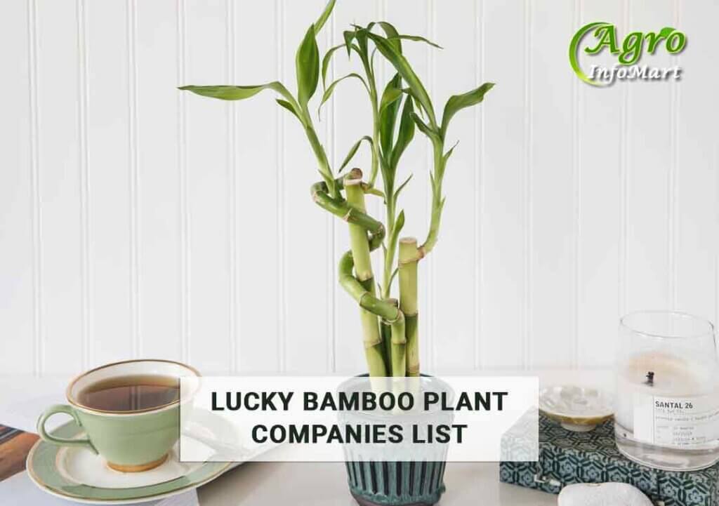 lucky bamboo plant manufacturers, Wholesalers, Companies In India.