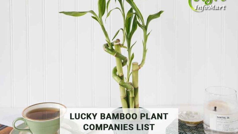 lucky bamboo plant manufacturers, Wholesalers, Companies In India.