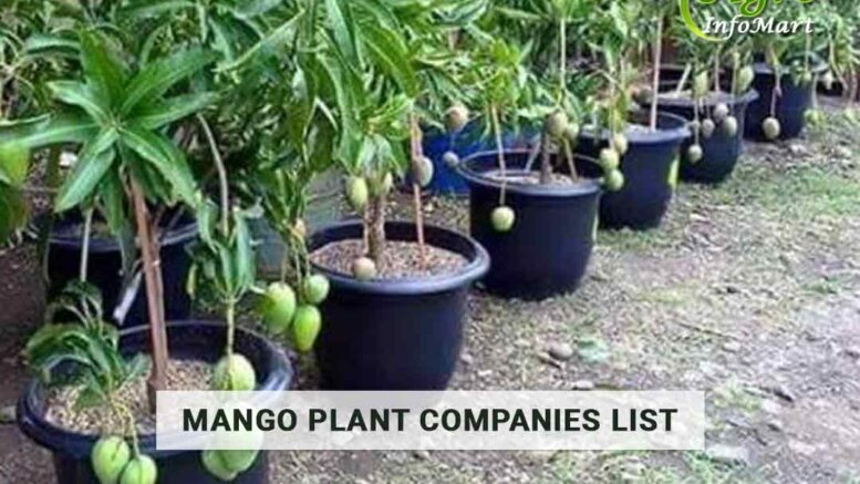 Supreme Quality mango plant manufacturers Firm In India