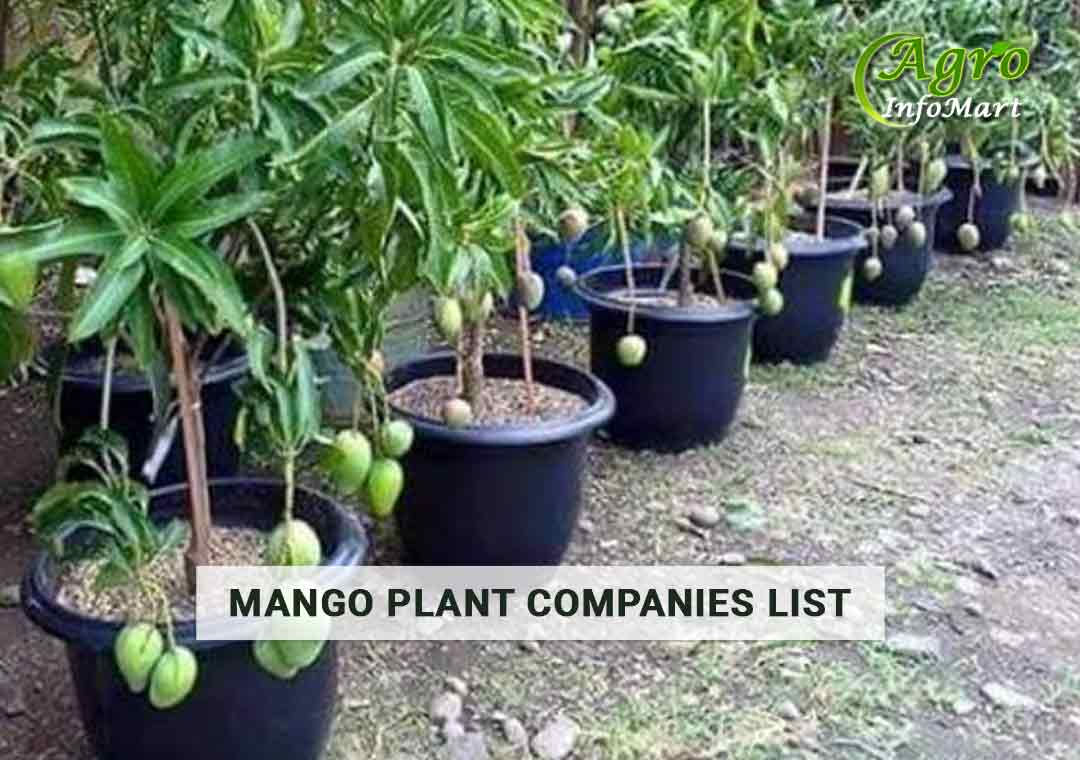 Supreme Quality mango plant manufacturers Firm In India