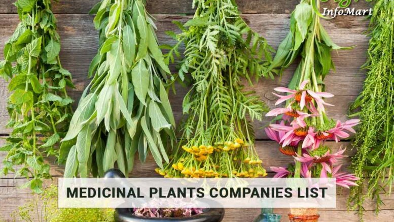 Supreme Quality medicinal plants manufacturers, suppliers, wholesalers companies list in india