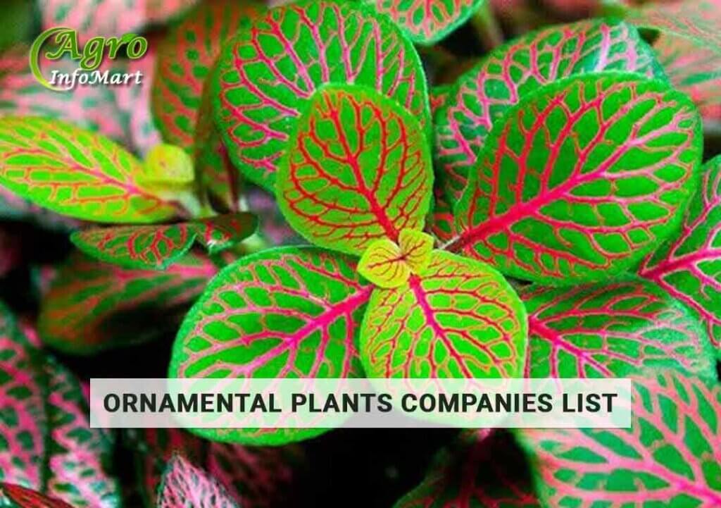 Best Quality Ornamental Plants Manufacturers In India