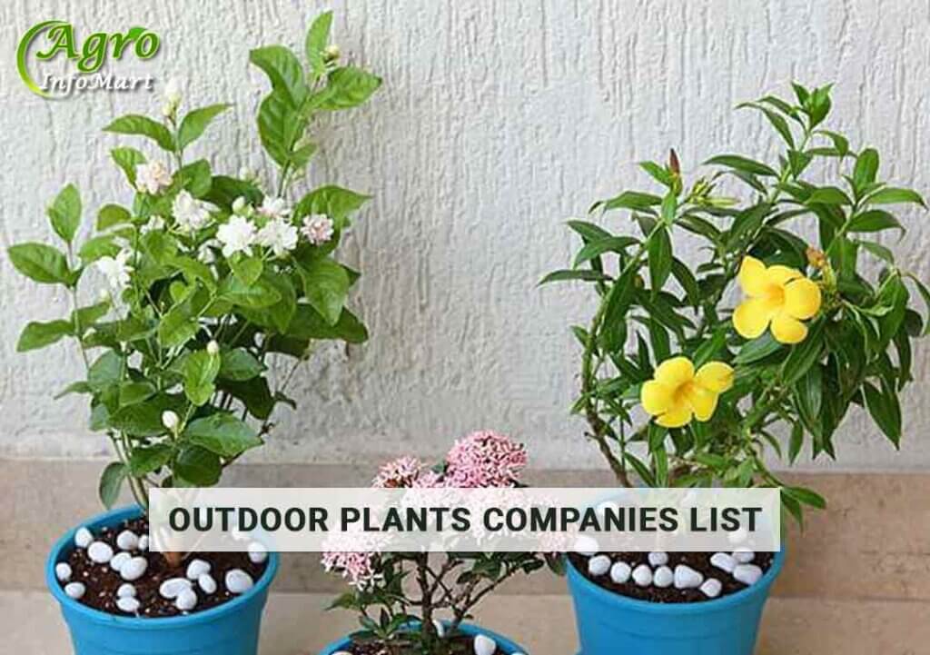 India's Top Quality Outdoor Plants Manufacturers   In India