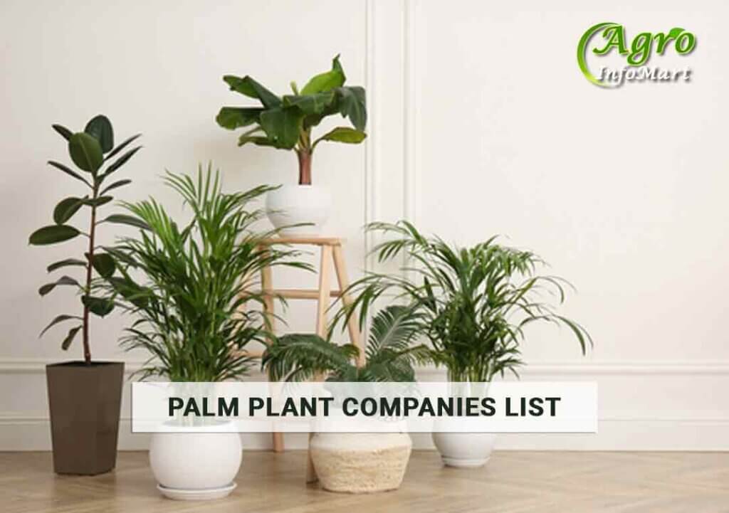 Supreme Quality Palm plants manufacturers Companies In India