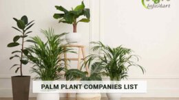 Supreme Quality Palm plants manufacturers Companies In India