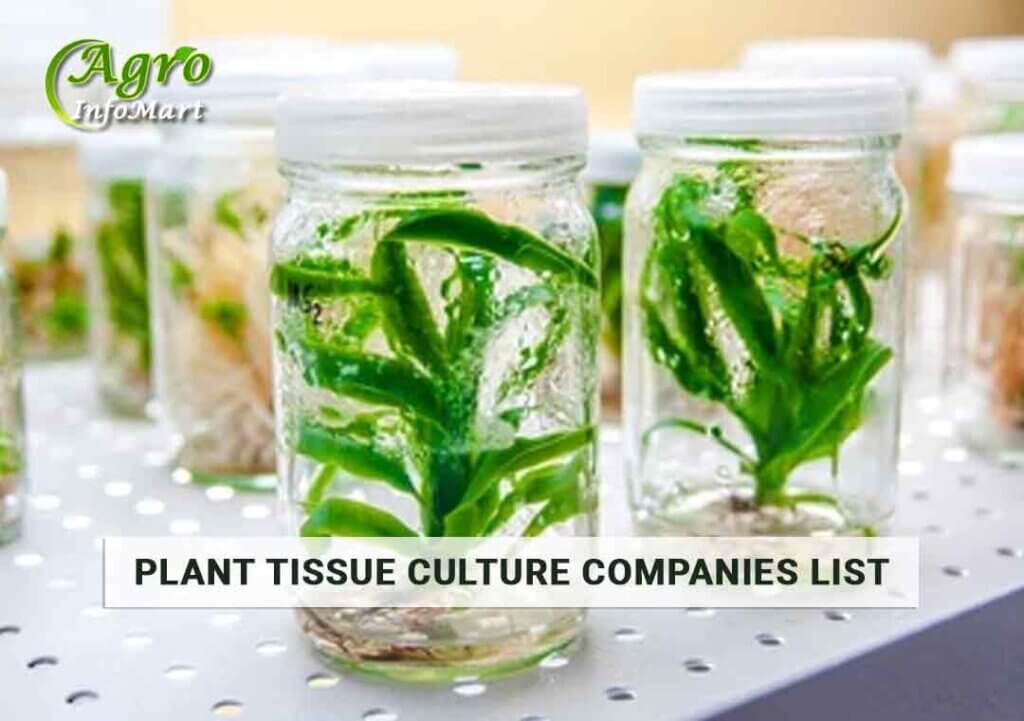 Top Quality plant tissue culture Supplier Companies In India.