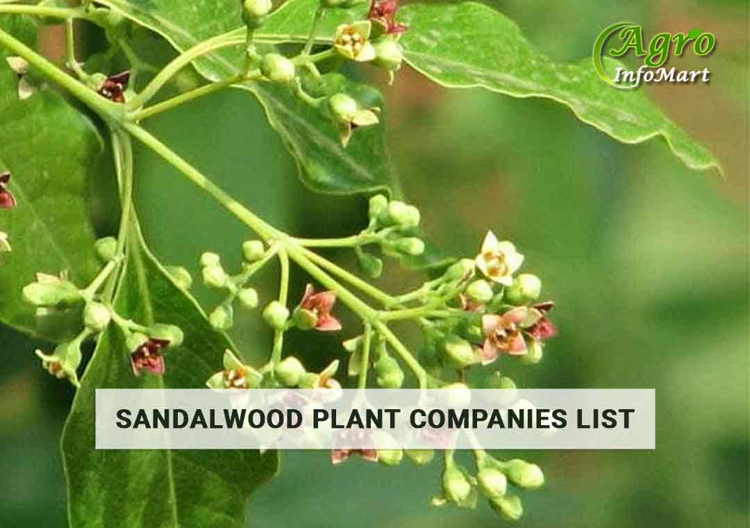 Sandalwood Plant Manufacturers Companies In India