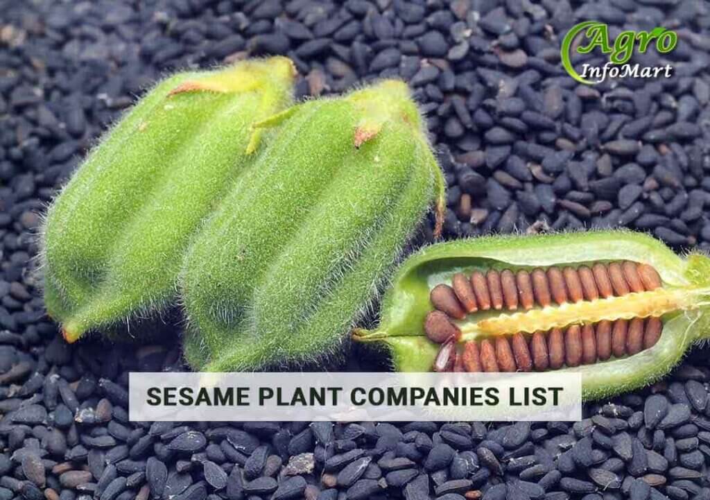 sesame plant manufacturers, Suppliers, Traders In India