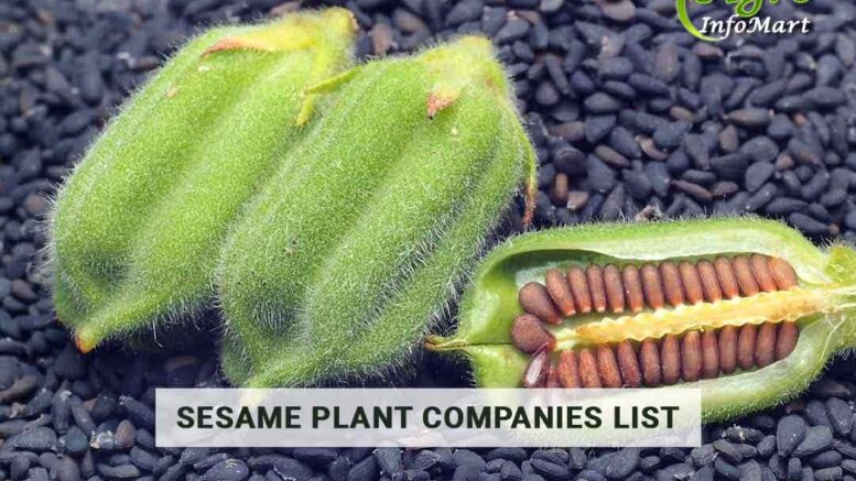 sesame plant manufacturers, Suppliers, Traders In India