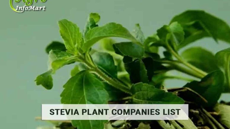 stevia plant manufacturers Companies In India