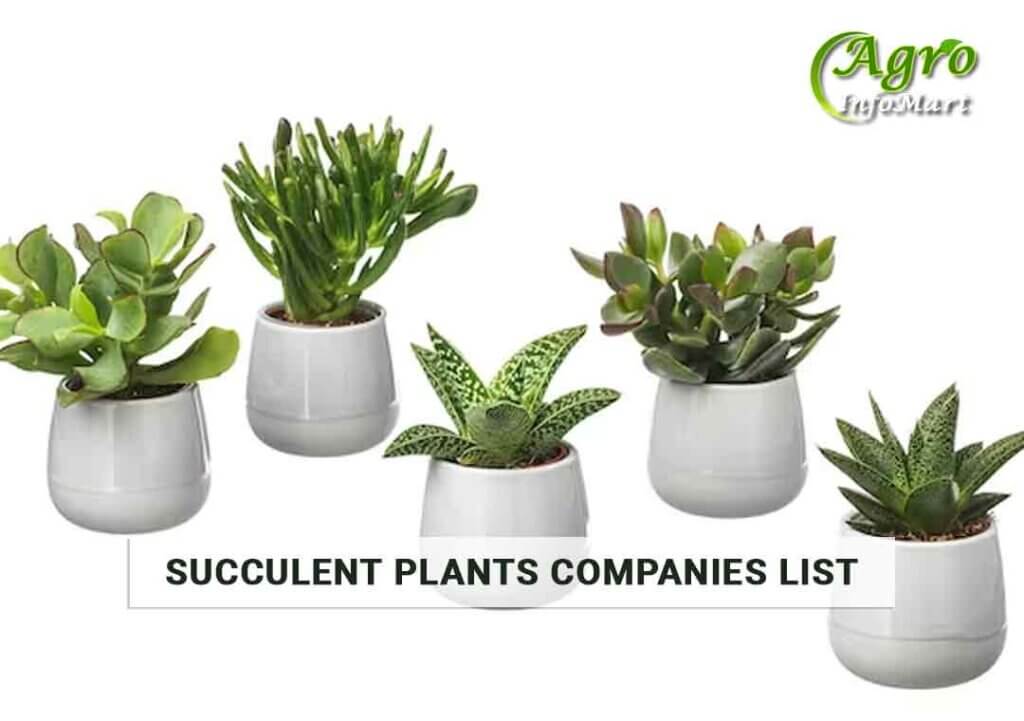 premium Quality succulent plants manufacturers Companies In India