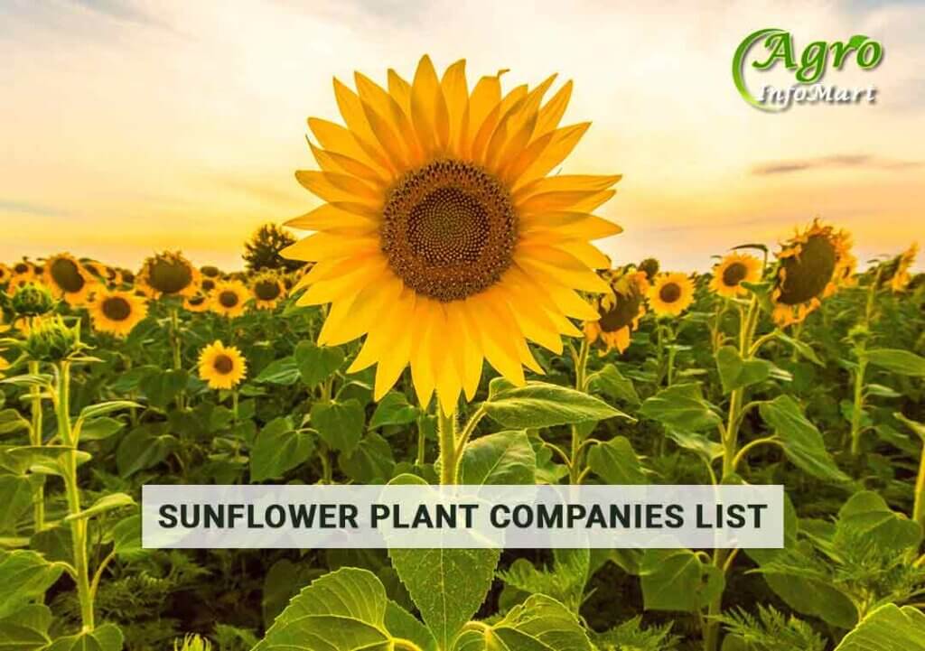 Top Notch Quality Sunflower plant manufacturers Companies In India