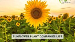 Top Notch Quality Sunflower plant manufacturers Companies In India