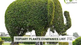 Trustworthy topiary plants manufacturers Companies, Suppliers In India