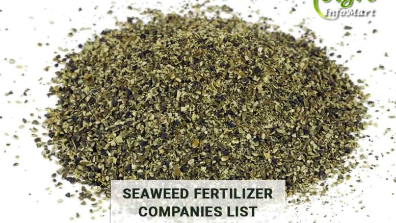 Seaweed Fertilizer Manufacturers Companies In India